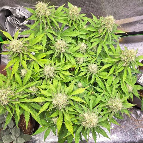 Bubble Kush Auto growlog timeline photo
