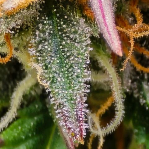Bubble Kush Auto growlog timeline photo