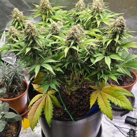 Bubble Kush Auto growlog timeline photo