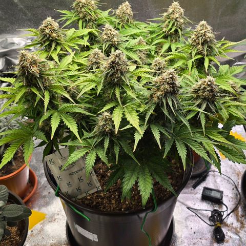 Bubble Kush Auto growlog timeline photo