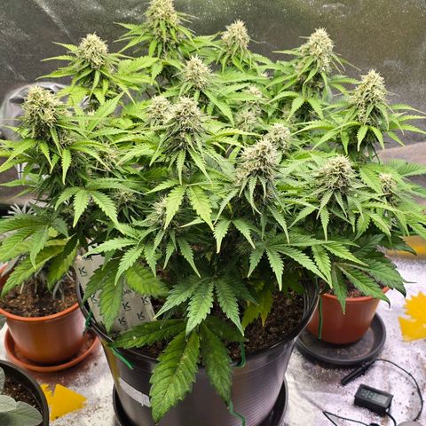 Bubble Kush Auto growlog timeline photo
