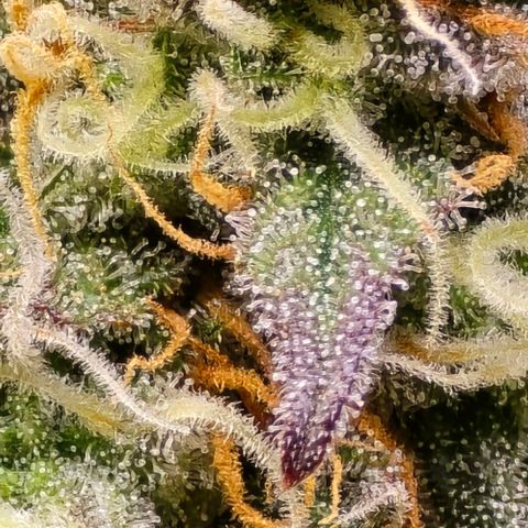 Bubble Kush Auto growlog timeline photo