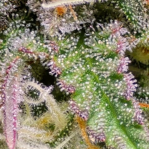 Bubble Kush Auto growlog timeline photo