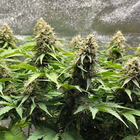 Bubble Kush Auto growlog timeline photo