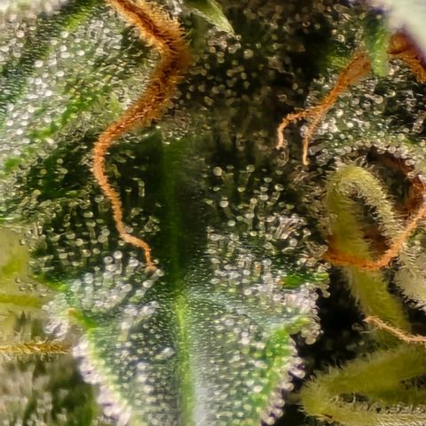 GOAT'lato Auto growlog timeline photo