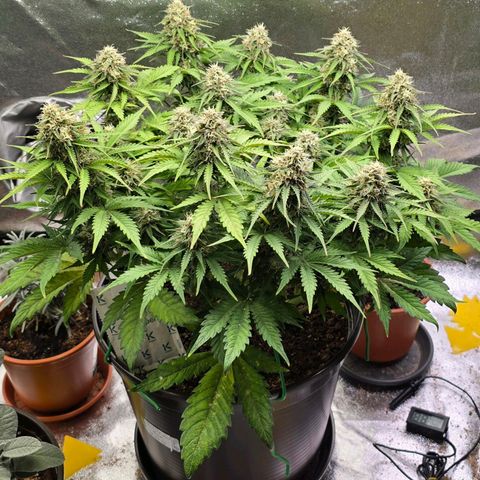 Bubble Kush Auto growlog timeline photo