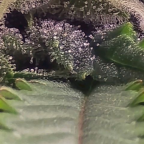 GOAT'lato Auto growlog timeline photo