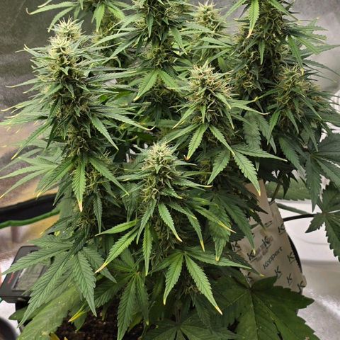 GOAT'lato Auto growlog timeline photo