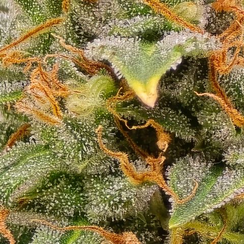 GOAT'lato Auto growlog timeline photo