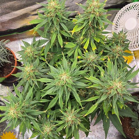 GOAT'lato Auto growlog timeline photo