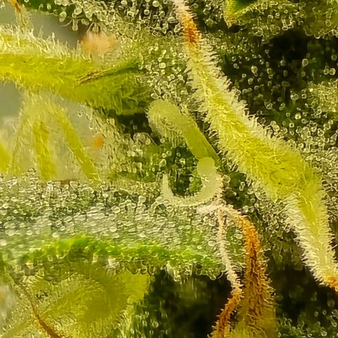 GOAT'lato Auto growlog timeline photo