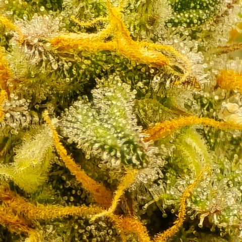 Bubble Kush Auto growlog timeline photo