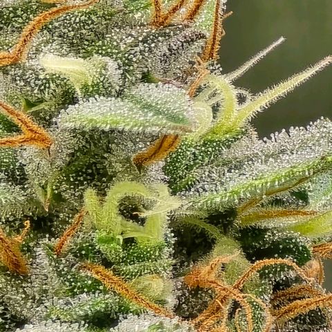 GOAT'lato Auto growlog timeline photo