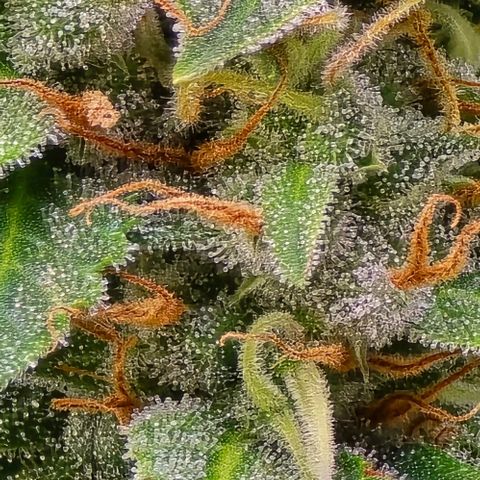 GOAT'lato Auto growlog timeline photo