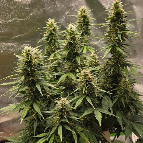 GOAT'lato Auto growlog timeline photo