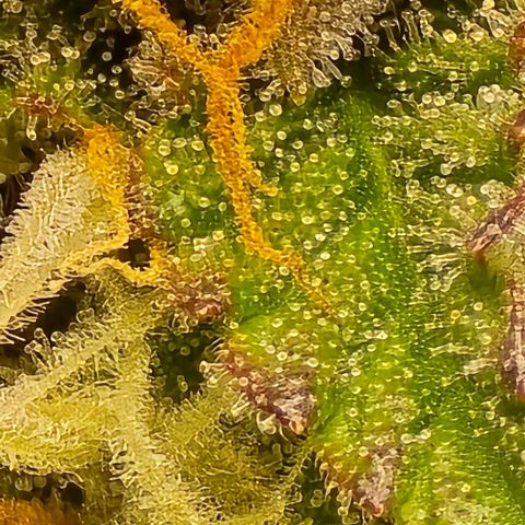 Bubble Kush Auto growlog timeline photo