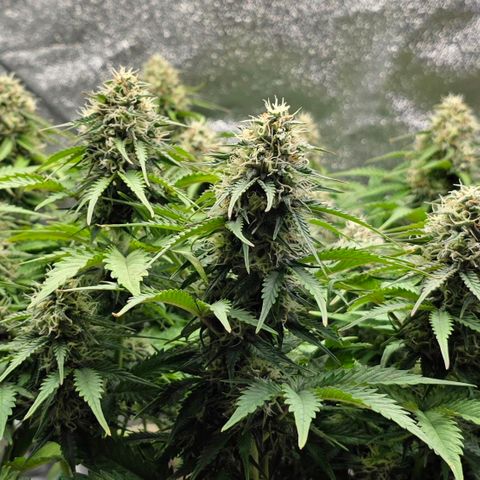 Bubble Kush Auto growlog timeline photo