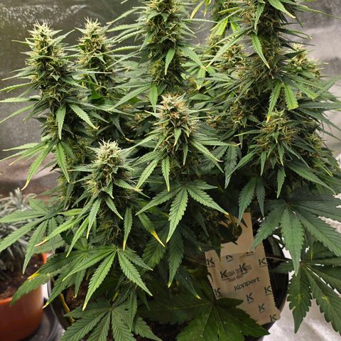 GOAT'lato Auto growlog timeline photo