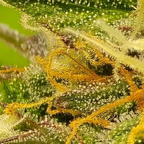 Bubble Kush Auto growlog timeline photo