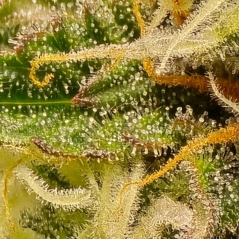 Bubble Kush Auto growlog timeline photo