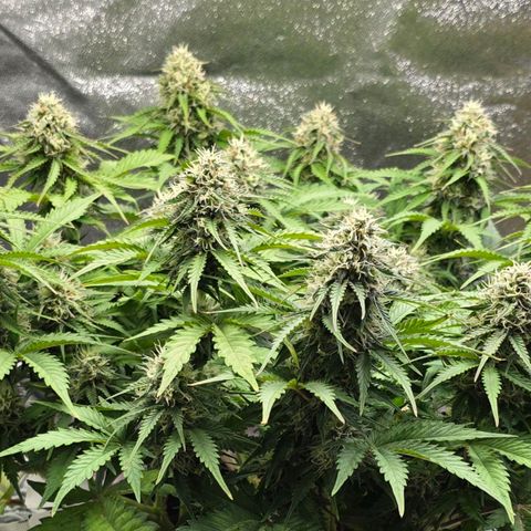 Bubble Kush Auto growlog timeline photo