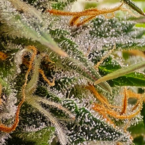 Bubble Kush Auto growlog timeline photo