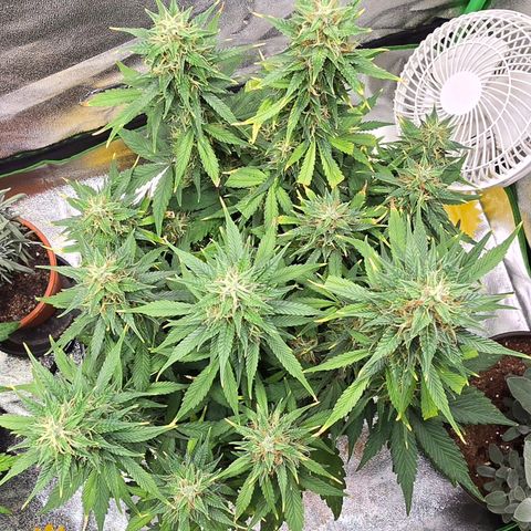 GOAT'lato Auto growlog timeline photo