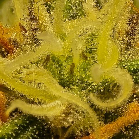 Bubble Kush Auto growlog timeline photo