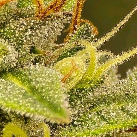 GOAT'lato Auto growlog timeline photo