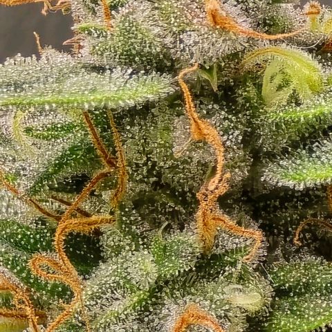 GOAT'lato Auto growlog timeline photo