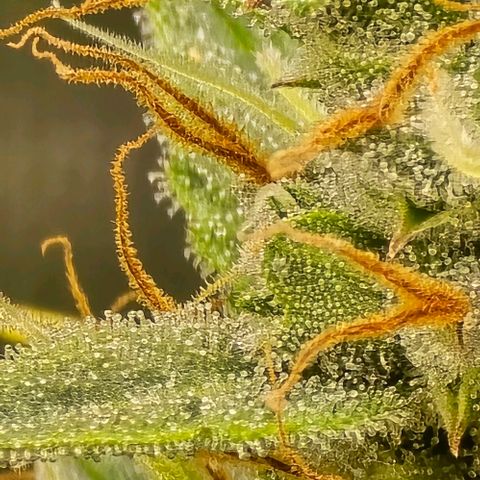 GOAT'lato Auto growlog timeline photo