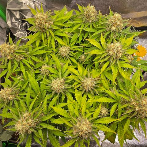 Bubble Kush Auto growlog timeline photo