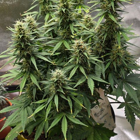 GOAT'lato Auto growlog timeline photo