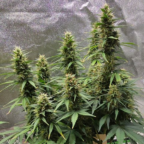 GOAT'lato Auto growlog timeline photo
