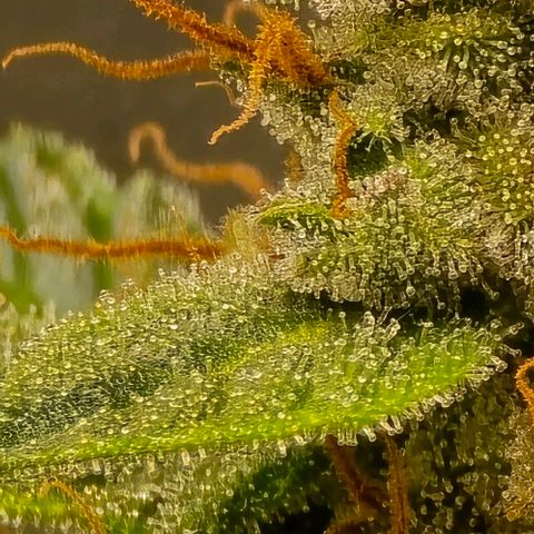 GOAT'lato Auto growlog timeline photo