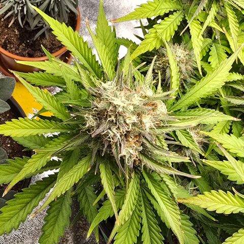 Bubble Kush Auto growlog timeline photo