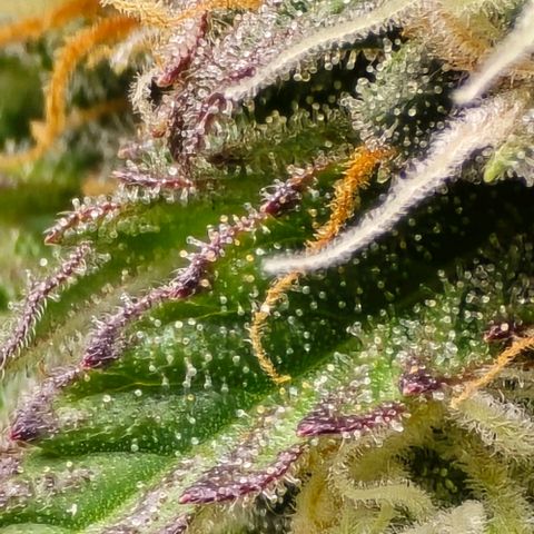 Bubble Kush Auto growlog timeline photo