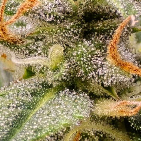 GOAT'lato Auto growlog timeline photo