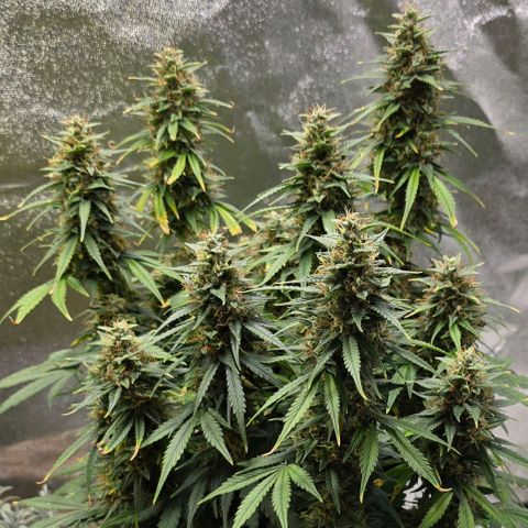 GOAT'lato Auto growlog timeline photo
