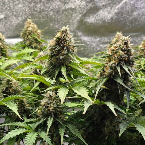 Bubble Kush Auto growlog timeline photo