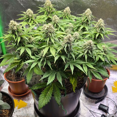 Bubble Kush Auto growlog timeline photo