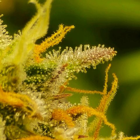 Bubble Kush Auto growlog timeline photo
