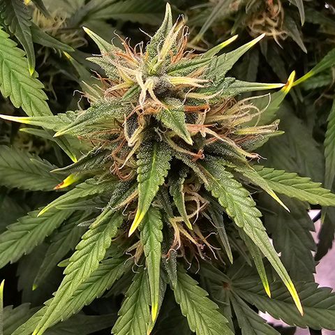 GOAT'lato Auto growlog timeline photo