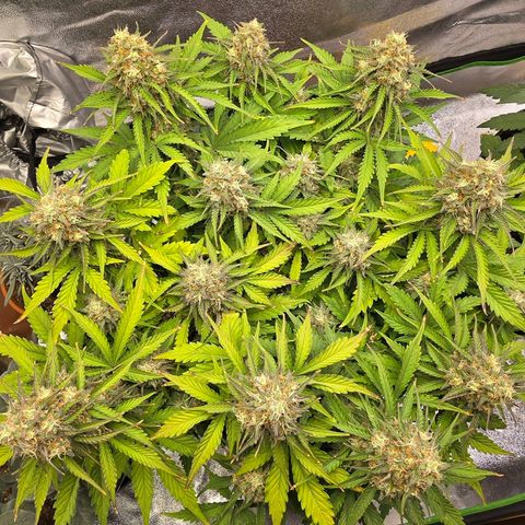 Bubble Kush Auto growlog timeline photo