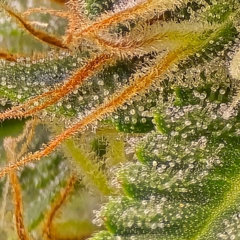 GOAT'lato Auto growlog timeline photo