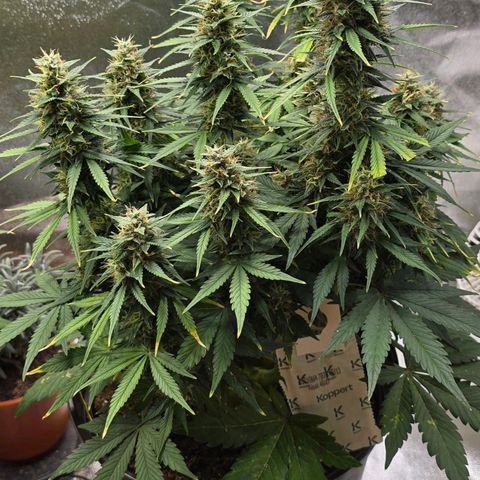 GOAT'lato Auto growlog timeline photo