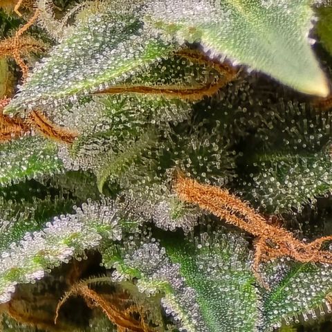GOAT'lato Auto growlog timeline photo