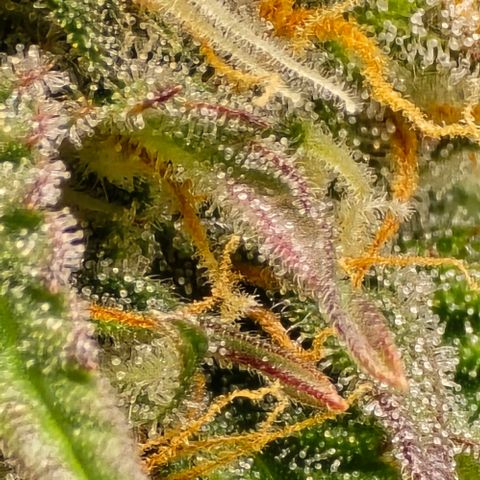Bubble Kush Auto growlog timeline photo