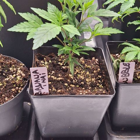 Banana krumble  growlog timeline photo