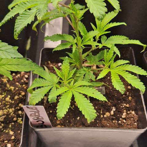 Bubblegum Blues growlog timeline photo